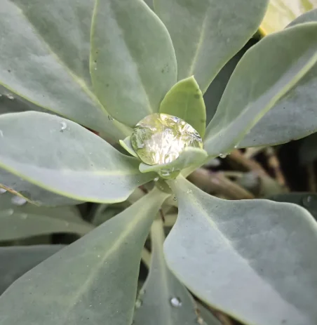 Soft silver-blue succulent leaves in a loose rosette