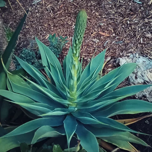 Blue-green agave rosette sending up a flower stalk