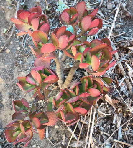Red-flushed succulent leaves in dry gravel