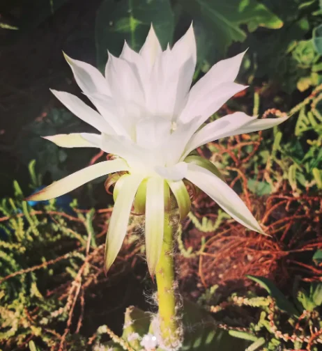 White night-blooming cactus flower among green foliage
