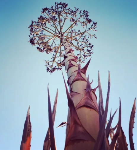 Tall agave flower stalk branching against a blue sky