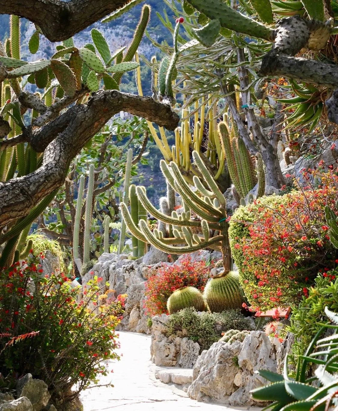 Winding garden path through dense, mature cactus and succulent plantings